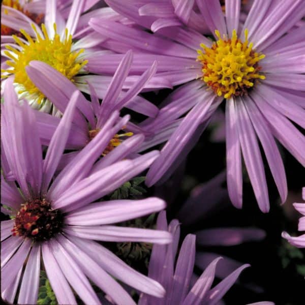 Aromatic Aster – #1 Container