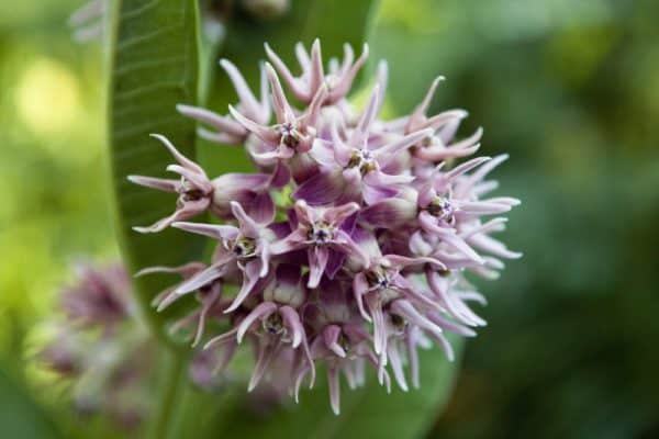 Showy Milkweed – Native – 5.5″ Container