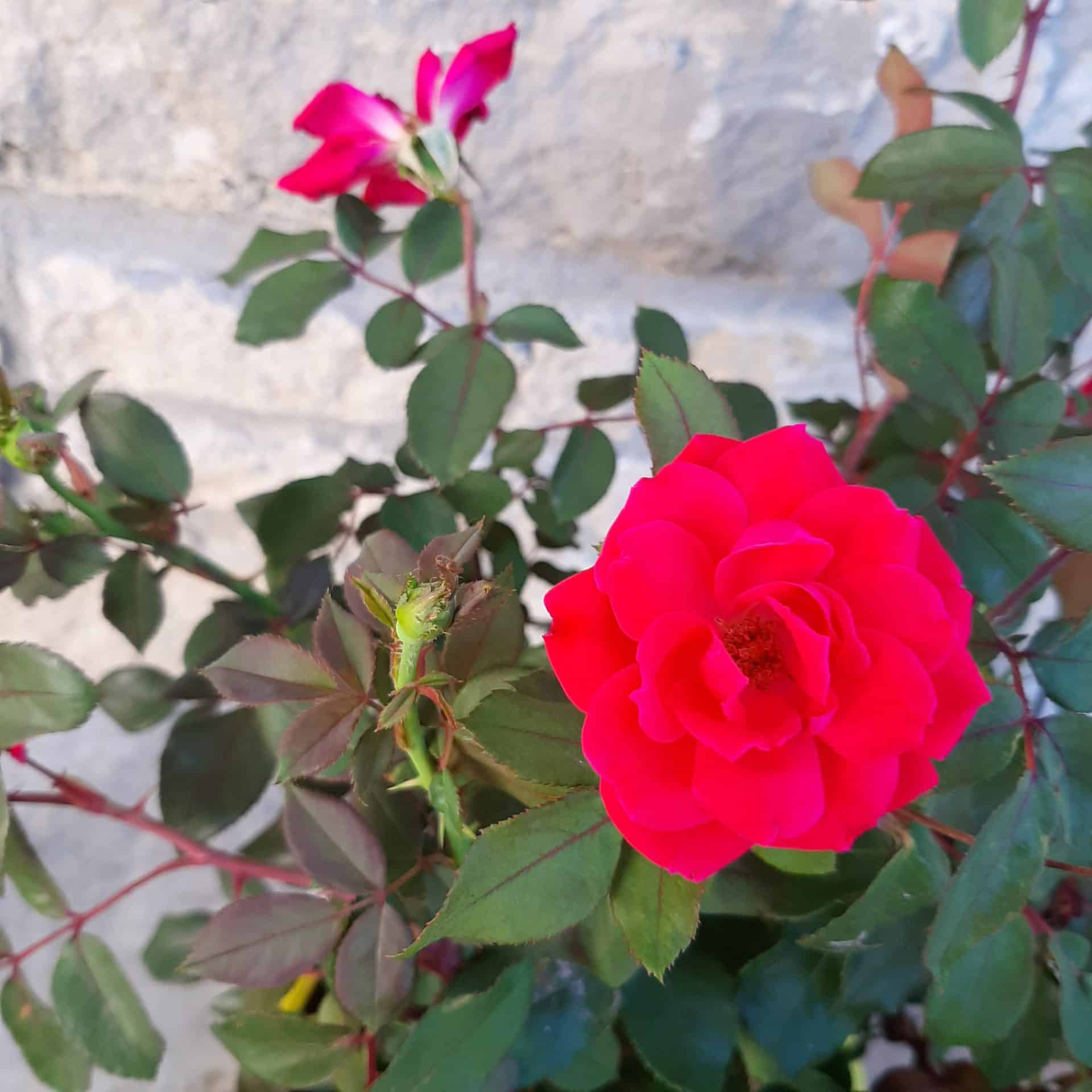 Red Double Knockout Rose 2 Gallon Container Grimm's Gardens