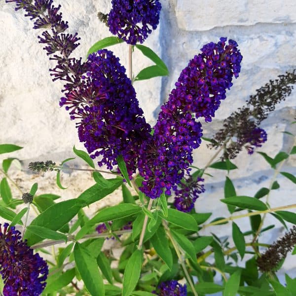 Black Knight Butterfly Bush – 5 Gallon Container
