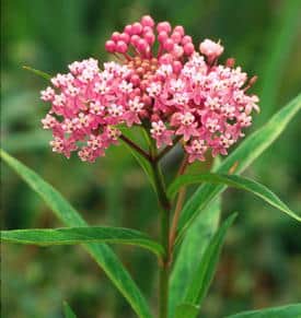 Swamp or Marsh Milkweed – Native – 1 Gallon Container