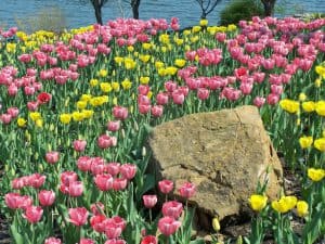 Discover Holland in your back yard! Plant more Tulips!