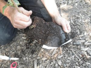 7. Continue Peeling bag away while carefully protecting root ball.