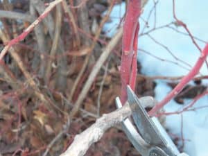 Proper pruning cut