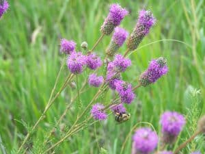 Purple Prairie Clover