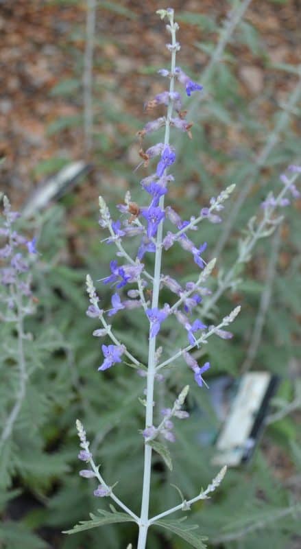 Russian Sage – 1 Gallon Container