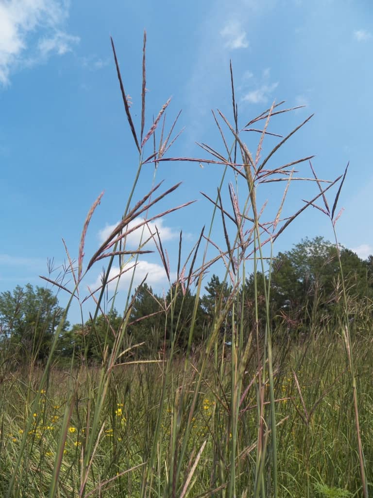 Pictured Above: Big Bluestem