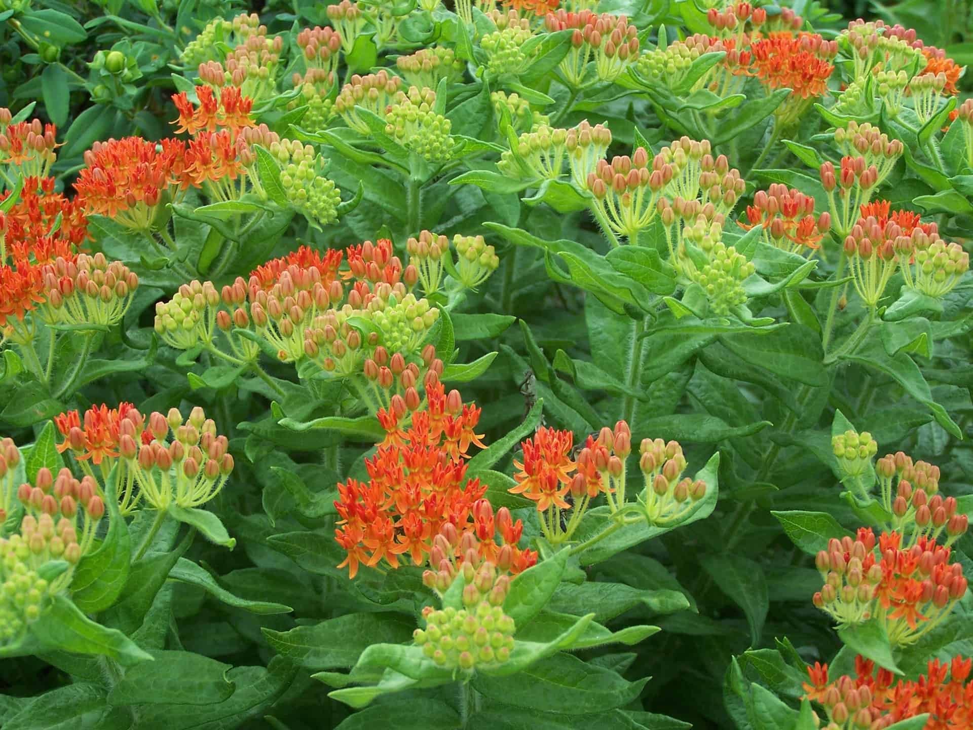Pictured Above: Butterfly Milkweed