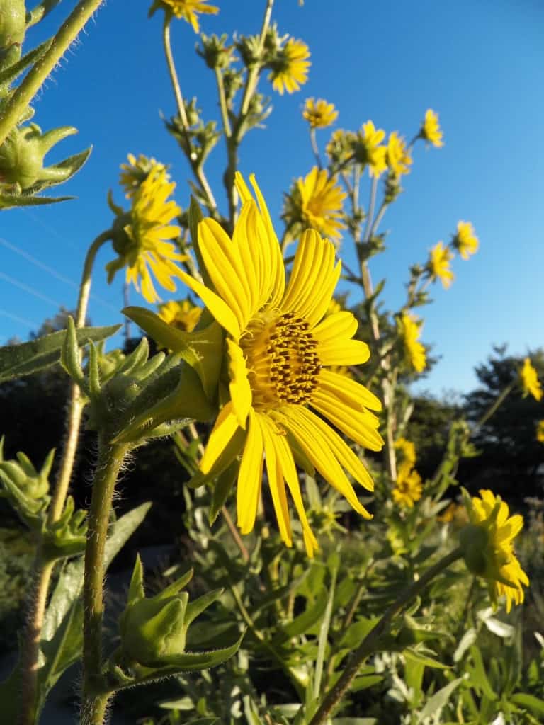 Pictured Above: Compass Plant