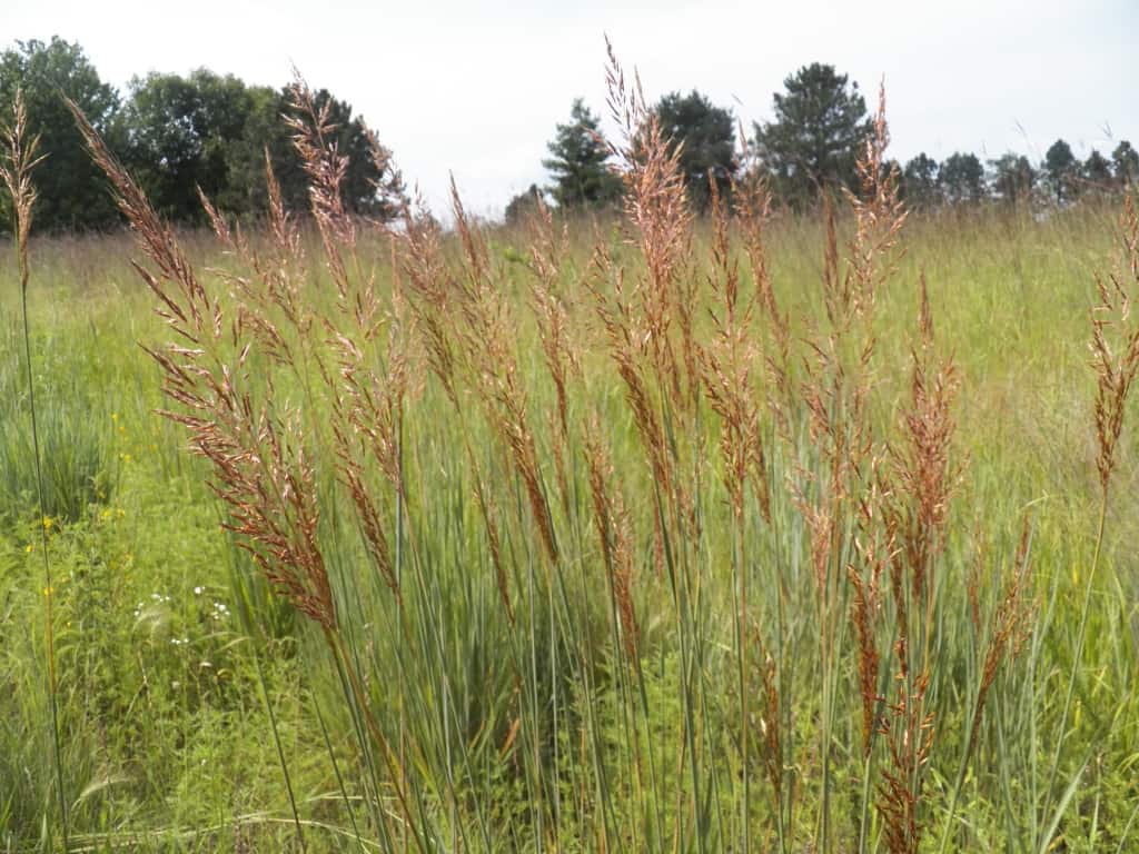 Nebraska Native Plants - Grimm's Gardens