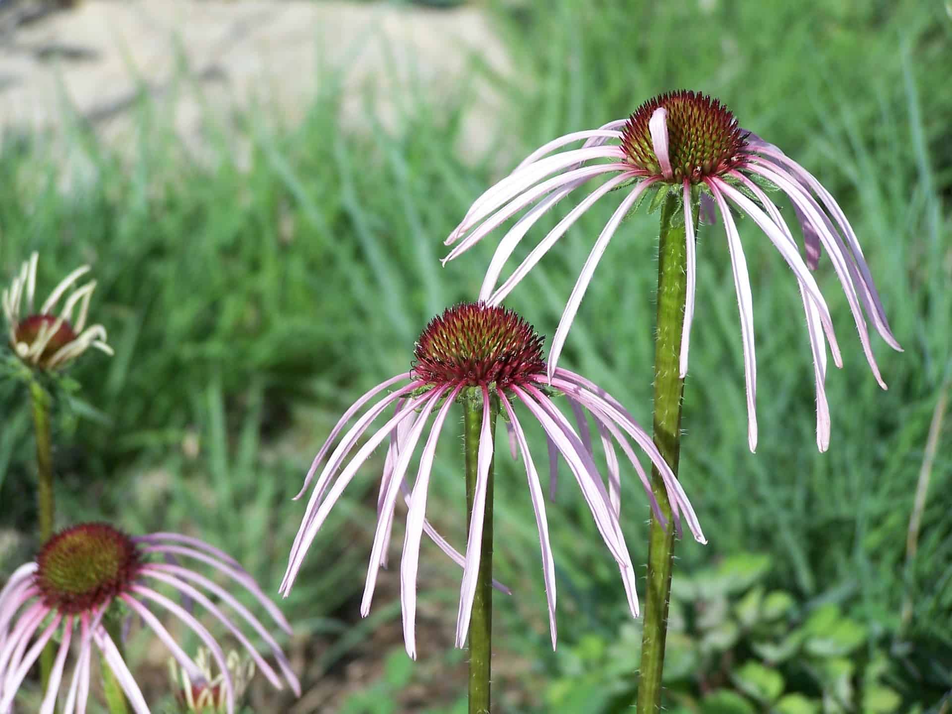 Pictured Above: Pale Purple Coneflower (Echinacea pallida)