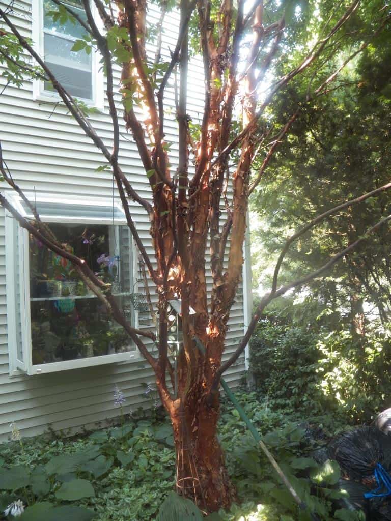 Paperbark Maplecomp