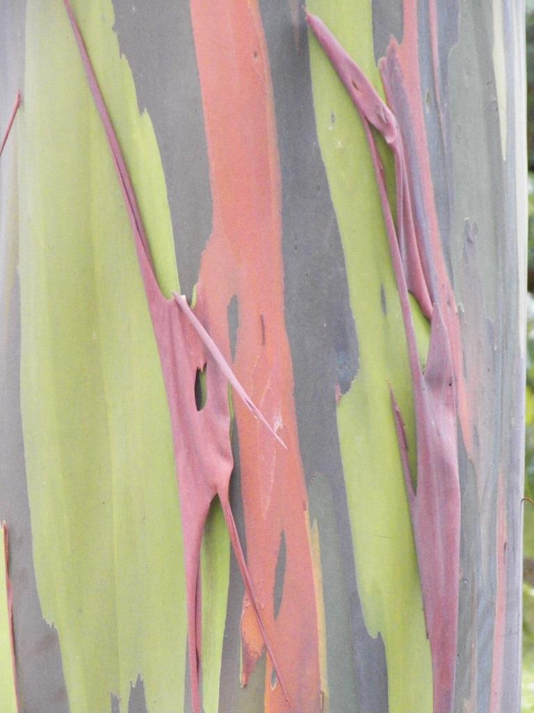 Rainbow Eucalyptus Bark