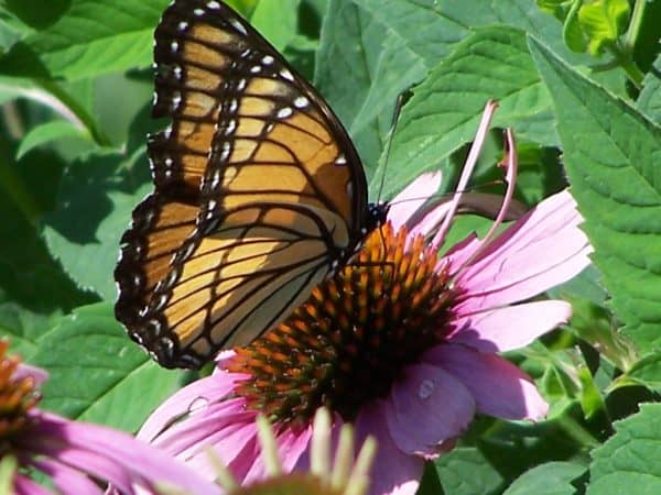 Creating a Butterfly Garden