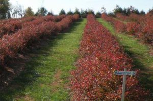 Blueberries in Fall