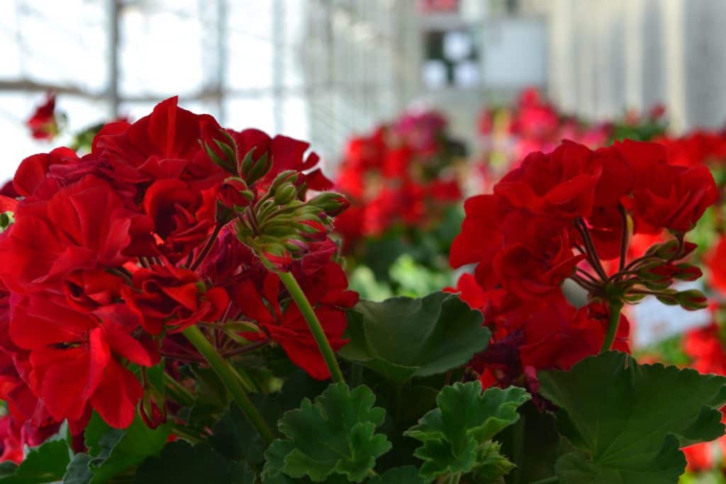 Geraniums are by far one of the brightest annuals there are.
