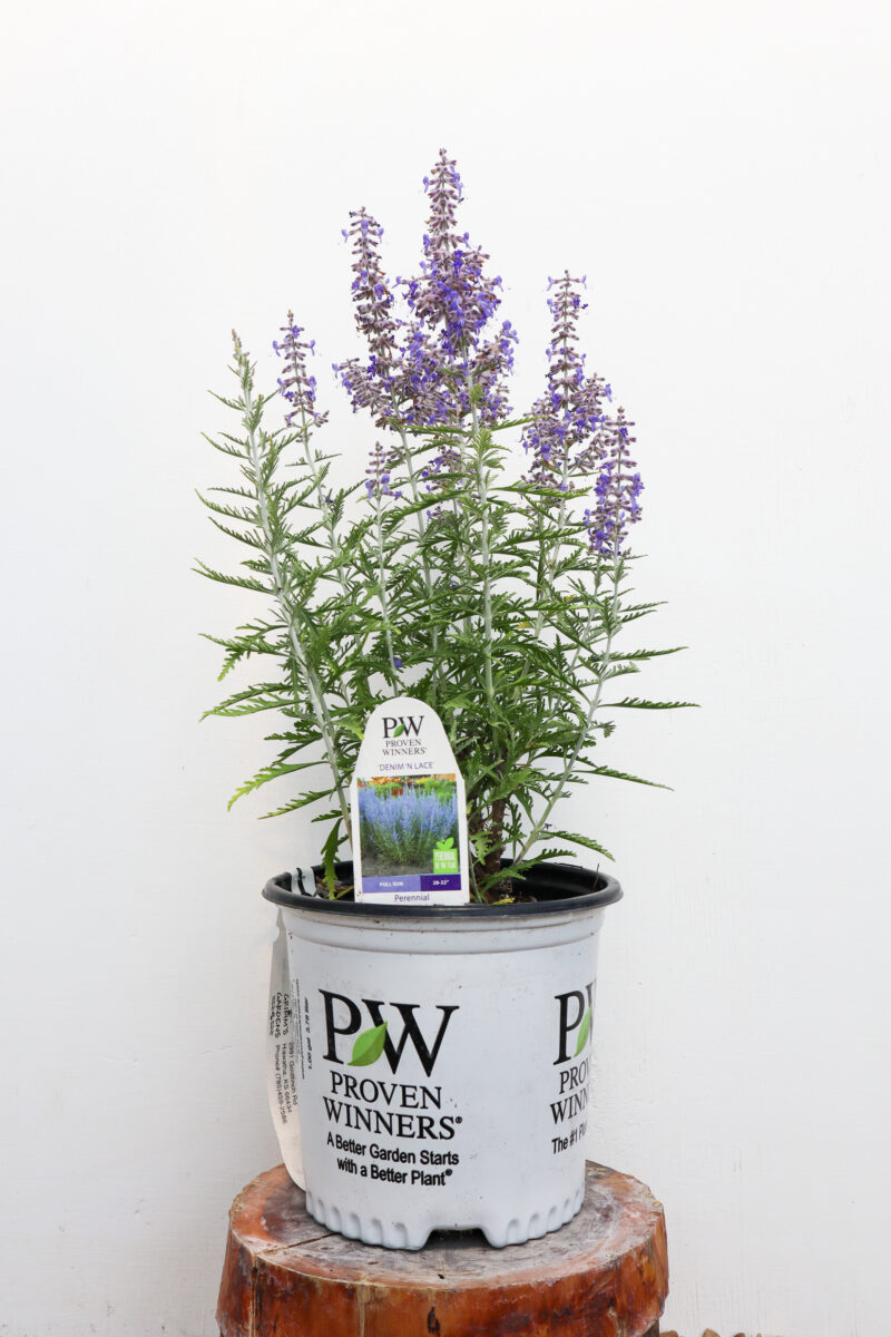 Denim 'n Lace Russian Sage - 1 Gallon Container - Grimm's Gardens