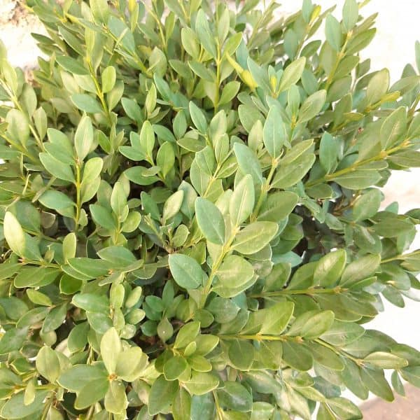 Chicagoland Green Boxwood – #3 Container