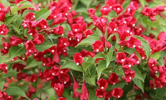 Sonic Bloom Red Weigela – 2 Gallon Container
