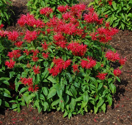 Fire Marshall Bee Balm – #1 Container