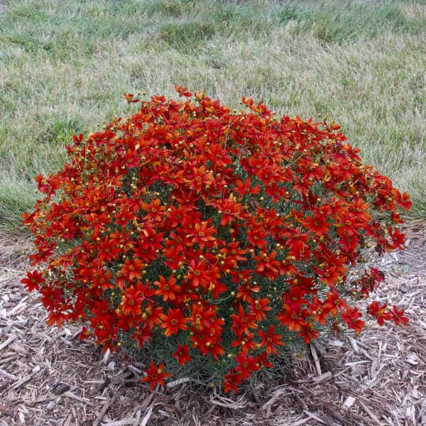 Crazy Cayenne Coreopsis – #1 Container