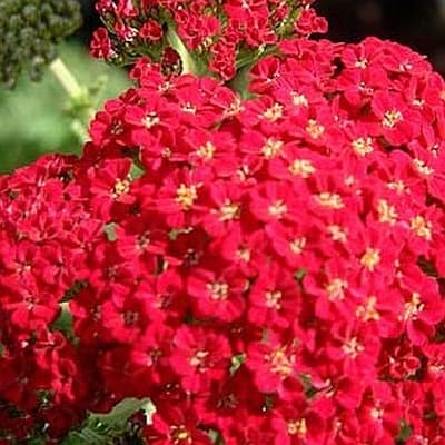 Red Velvet Yarrow – 1 Gallon Container