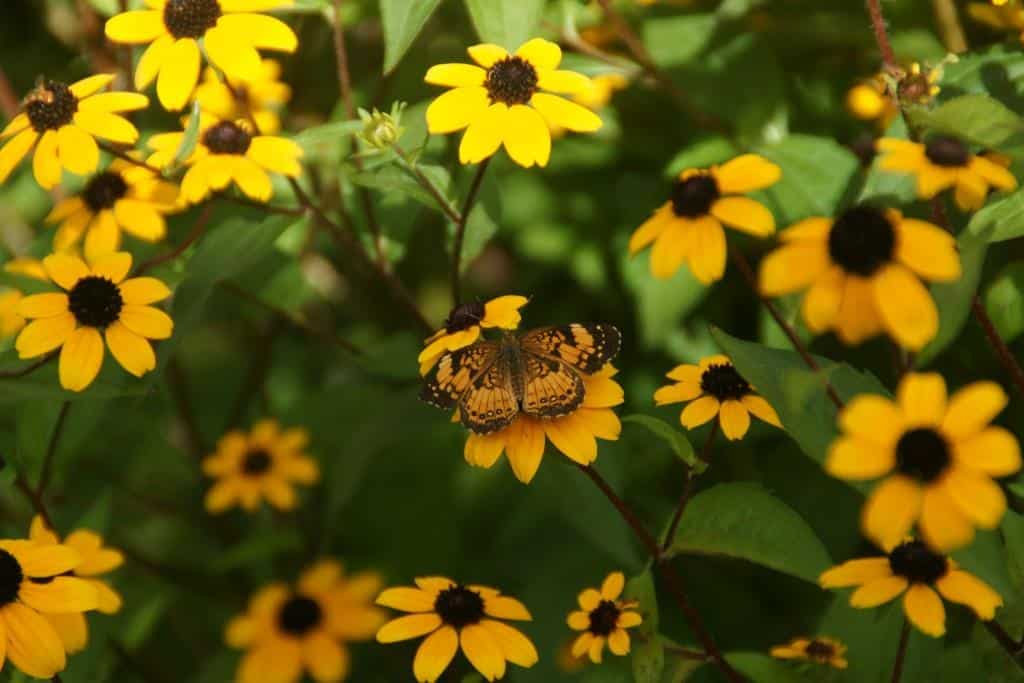 Silvery checkerspot butterfly on Rudbeckia triloba