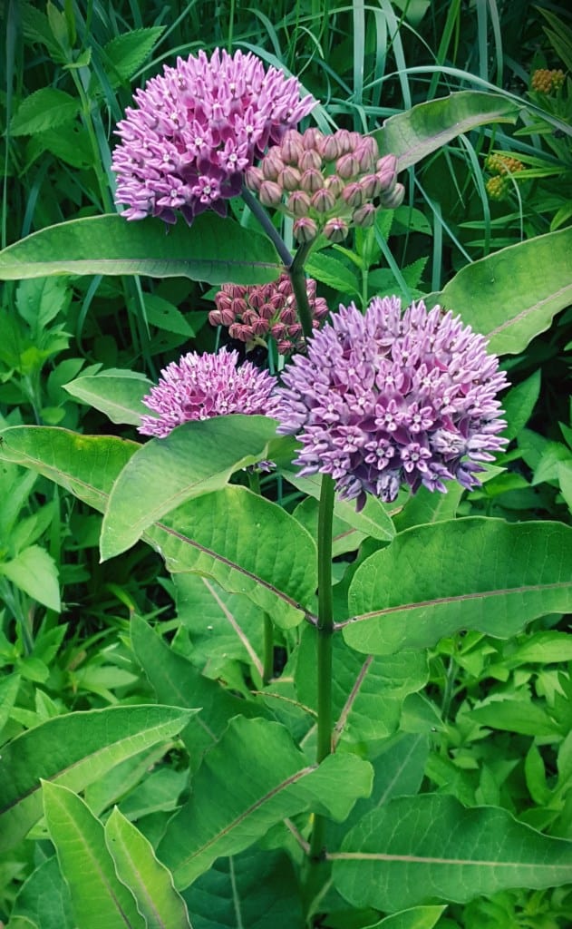 Purple milkweed flowers