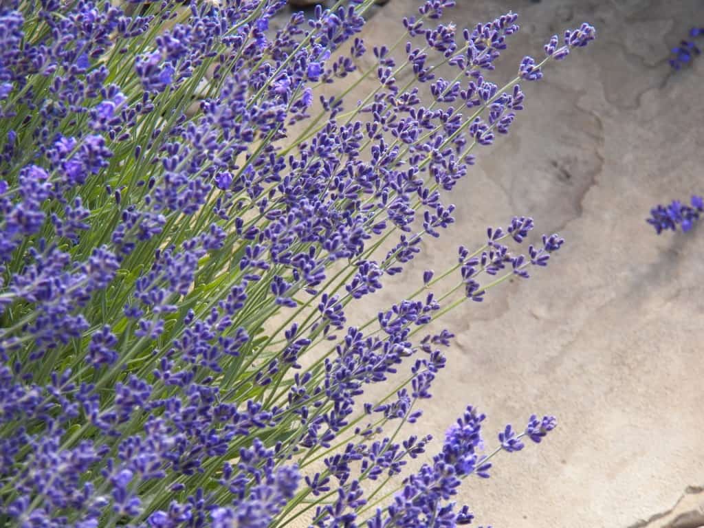 Growing Lavender - Grimm's Gardens