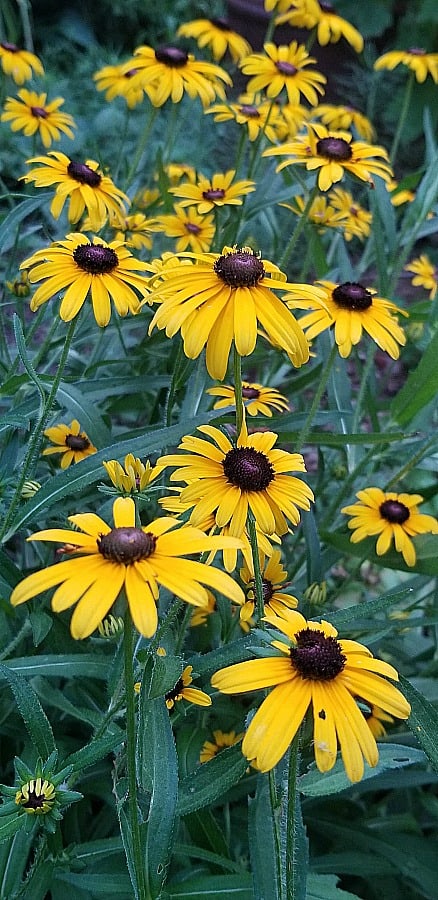 American Gold Rush rudbeckia blooming