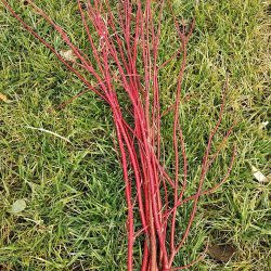 Red Dogwood Branches