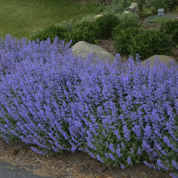 Purrsian Blue Catmint – #1 Container