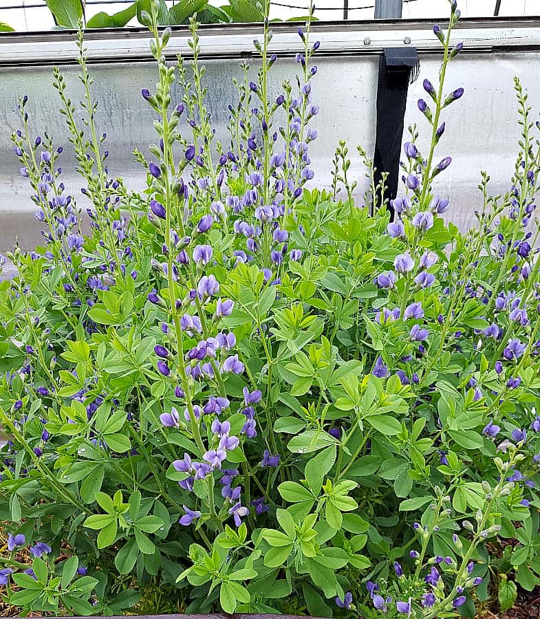 blue wild indigo blooming