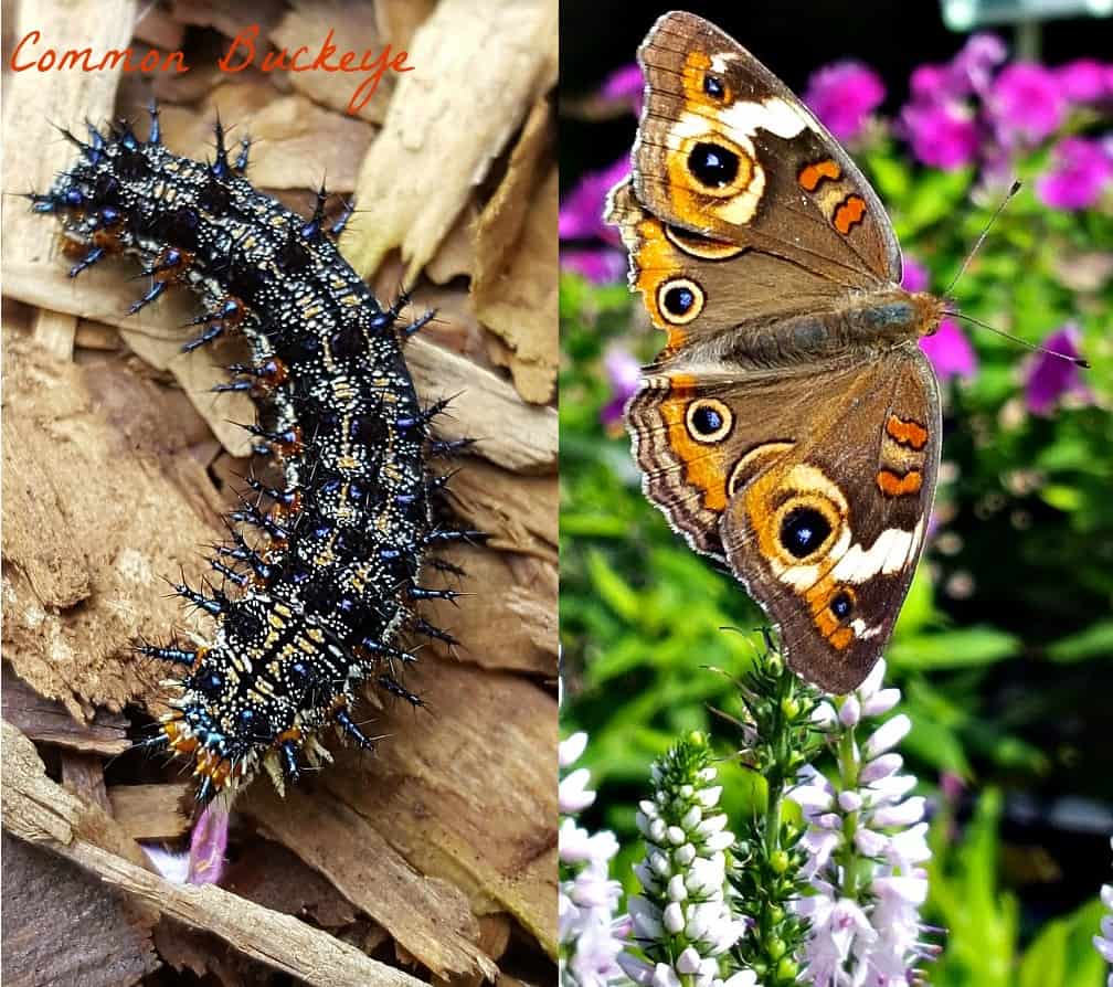 common buckeye butterfly and caterpillar