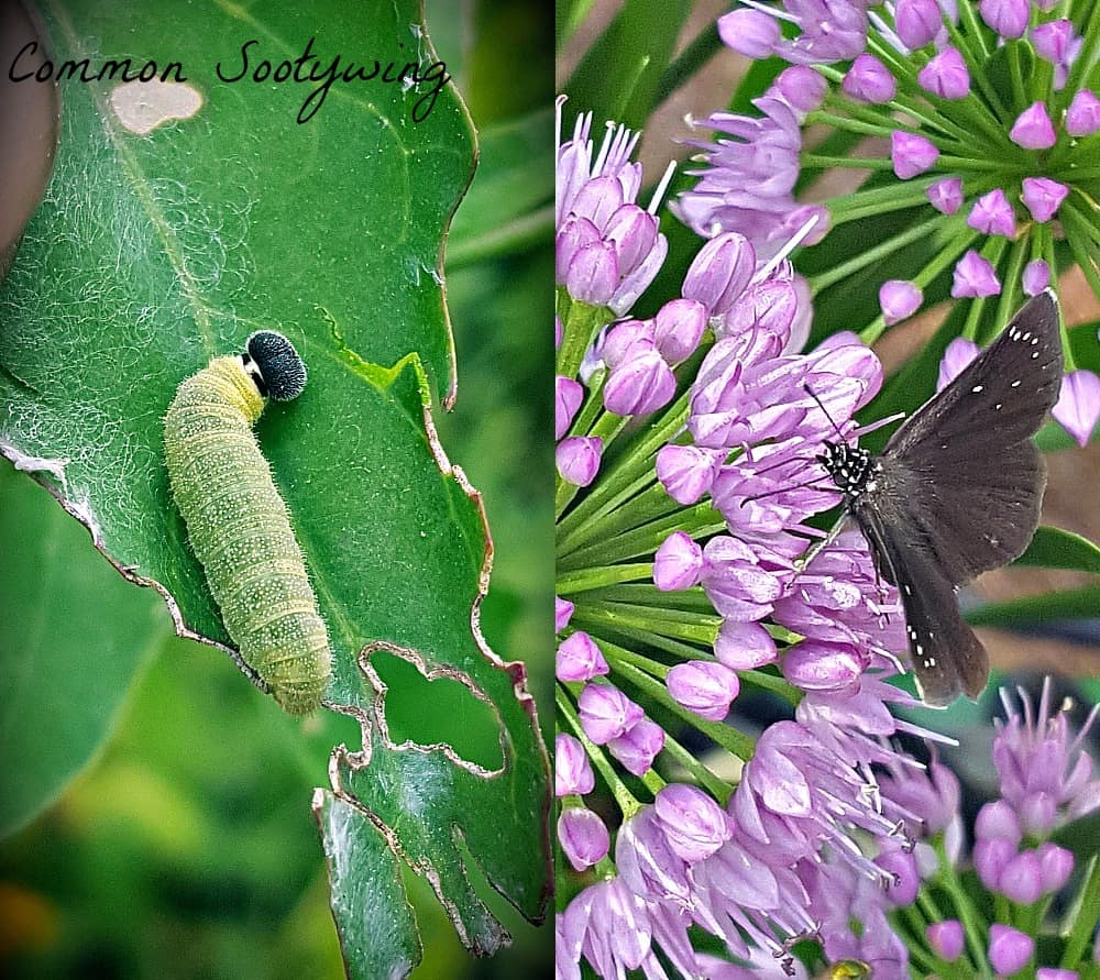 common sootywing butterfly and caterpillar