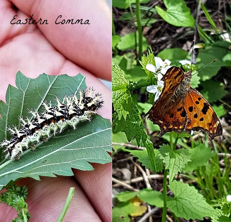 eastern comma butterfly and caterpillar