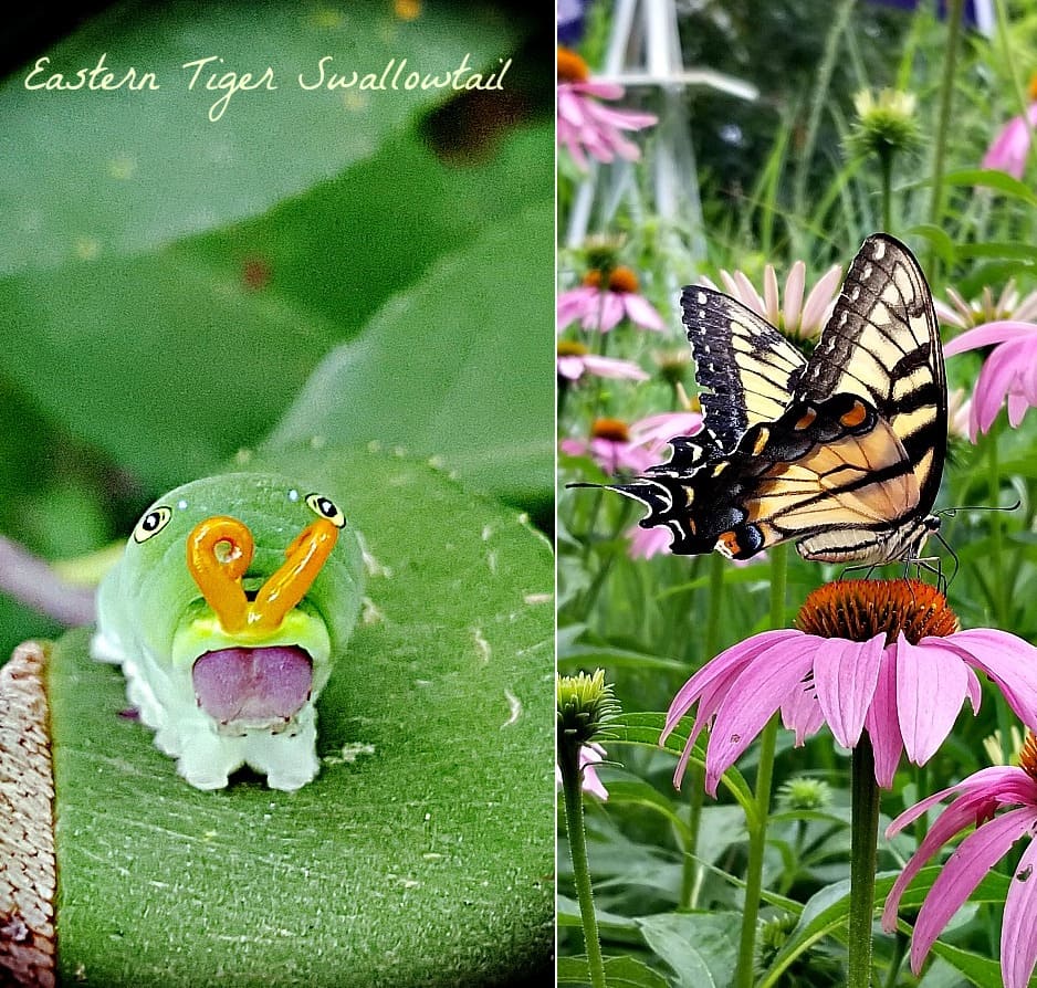 eastern tiger swallowtail butterfly and caterpillar