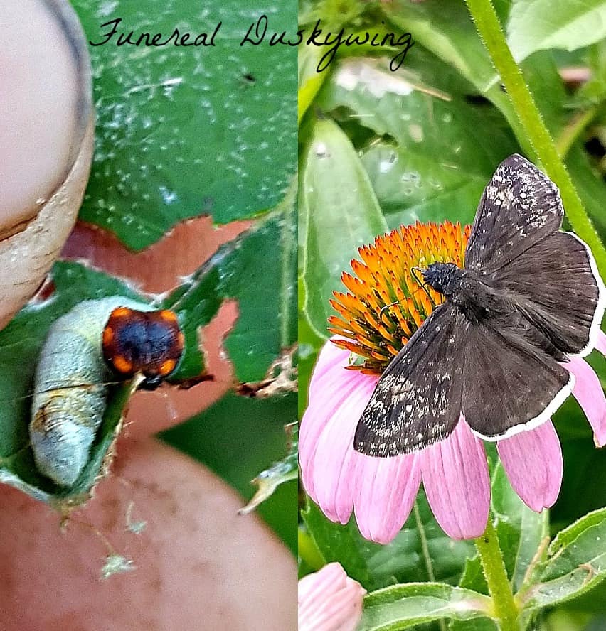 funereal duskywing butterfly and caterpillar