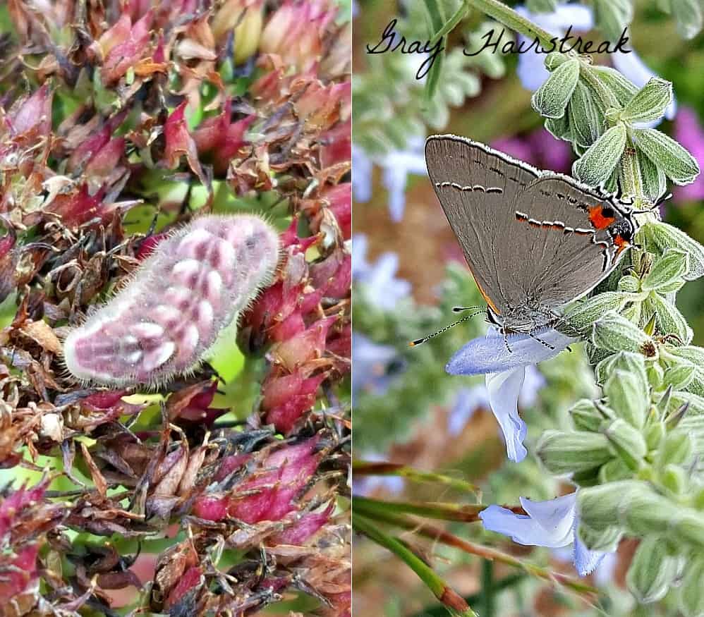 gray hairstreak butterfly and caterpillar