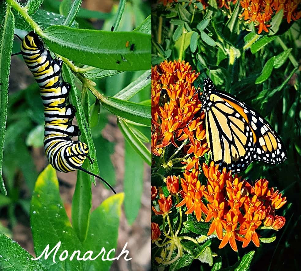 monarch butterfly and caterpillar