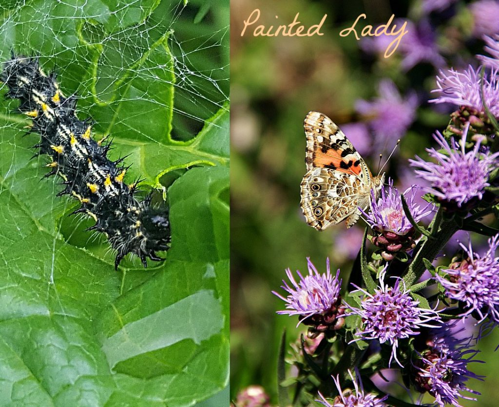 painted lady butterfly and caterpillar