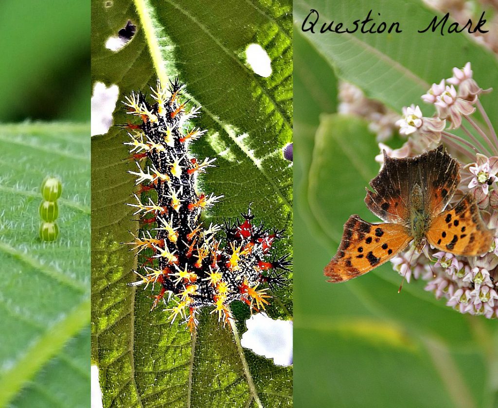 question mark butterfly and caterpillar