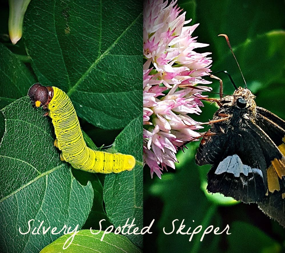 silver spotted skipper and caterpillar