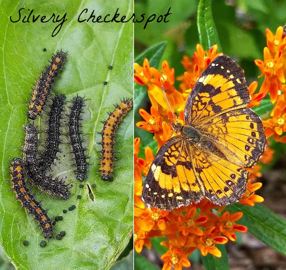 Silvery checkerspot butterfly and caterpillars