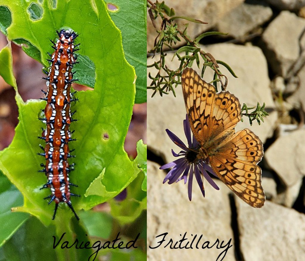 variegated fritillary butterfly and caterpillar