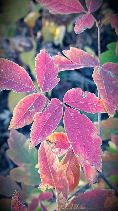 Paperbark maple fall color