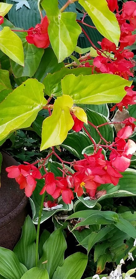 yellow-leaved begonias in the shade garden