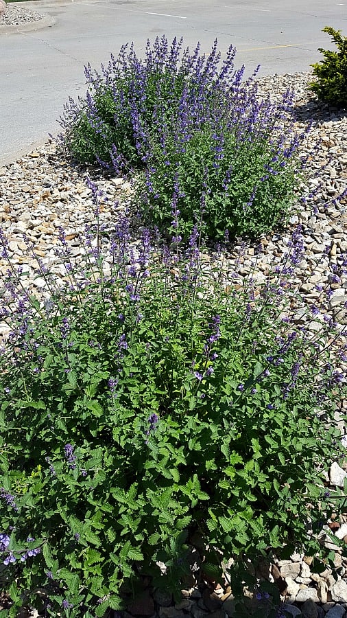 catmint walker's low in a landscape bed