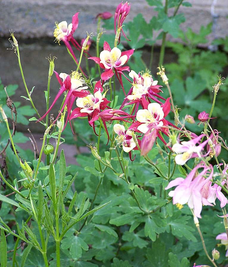 red and pink columbine flowers 