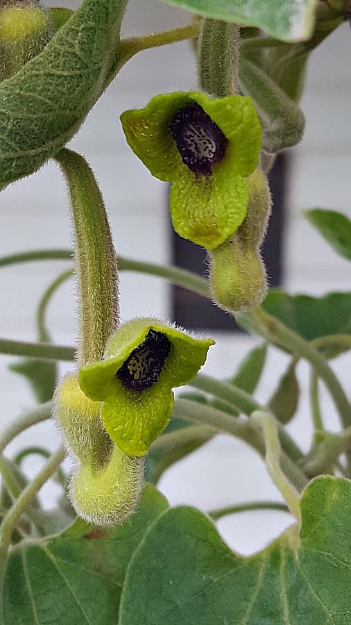 Dutchman's Pipevine blooms